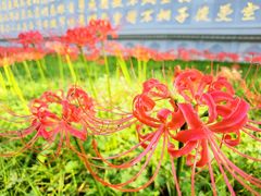-西安大兴善寺
