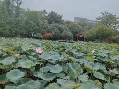 -金银湖国家城市湿地公园
