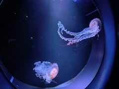 -欢乐海岸海洋奇梦馆