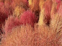-天津东丽湖风景区