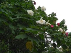 景点-西昌邛海湿地