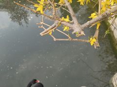 -春风习习