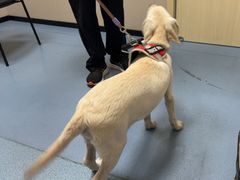 -瑞鹏宠物医院·爱宠堂·骨外专科(西荷分院)