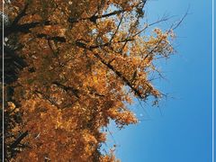 -上海共青森林公园