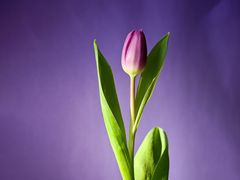 -香妃烤鸡(新奥店)