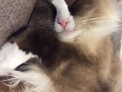 -more than meow吴止猫主题餐厅(承德 中船汇店)