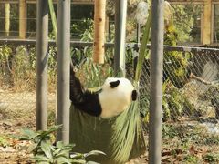 -成都动物园