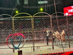 -俄罗斯国家大马戏团