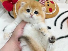 -欣宠猫屋·矮脚拿破仑·蓝金金渐层