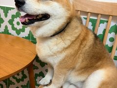 -是阿柴呀！柴犬咖啡·爱喵喵猫咖