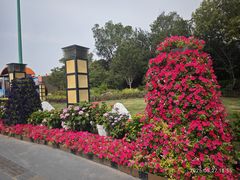 -荷兰花海