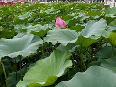 -小王府(什刹海店)