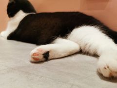 -猫儿山۰猫主题餐厅