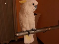 -雪茄客PURAVIDA俱乐部(上海店)