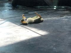 -西安秦岭野生动物园