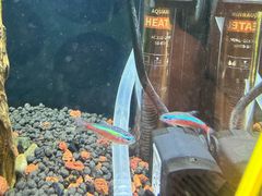 -清平路水族市场