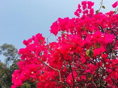 -莲花山公园