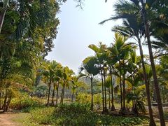 -中国科学院西双版纳热带植物园