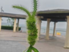 -阳澄湖半岛旅游度假区