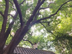 -竹吟山房