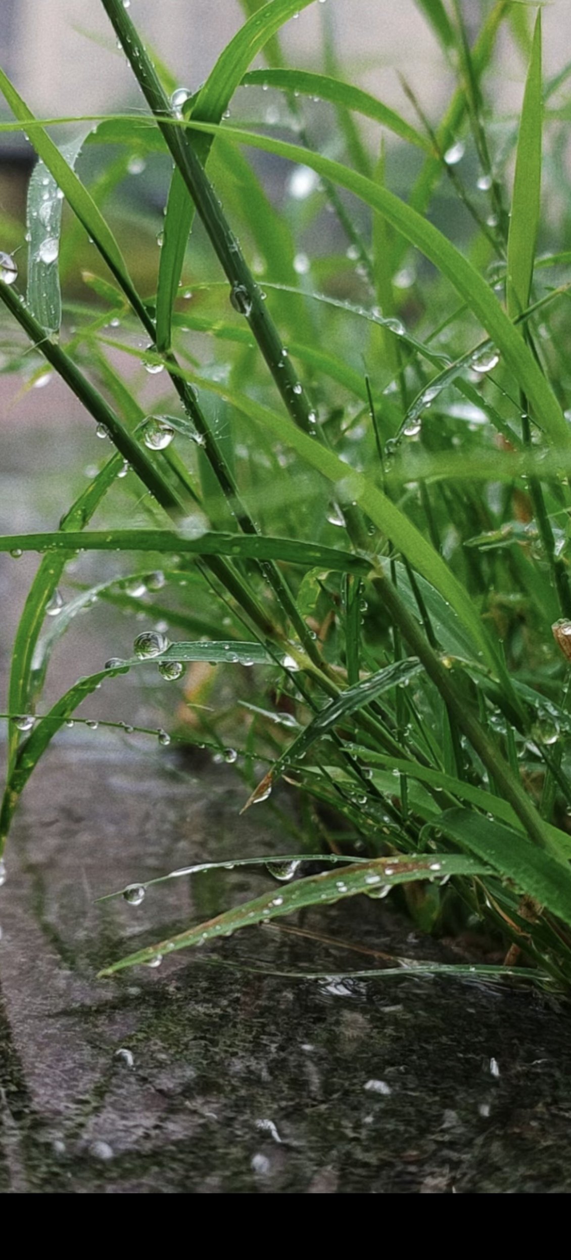 最美下雨天图片