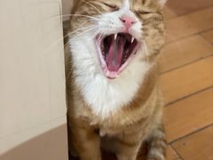 -北京观赏动物医院·24小时大型综合·猫专科·异宠专科
