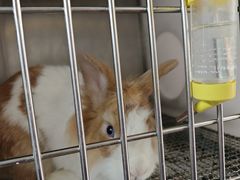 -爱侣宠医·鹦鹉专科·小型哺乳类·异宠专科(灵石路店)