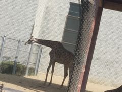 -辛玛王国游乐园