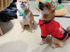 -逗柴咖啡屋·狗咖猫咖宠物桌游