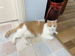 -菲丽丝宠物医院·24小时·猫科中心·免疫点(淮海分院)