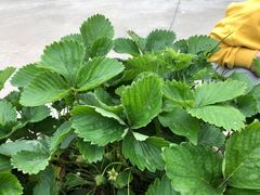 -7分甜(吴江新湖广场店)