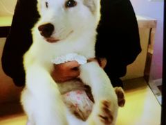 -Husky Go! 哈士奇体验馆·宠物咖啡厅狗咖