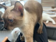 -Heymao猫咖.咖啡厅(东门店)