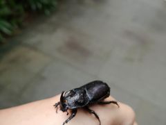 -铁山坪森林公园