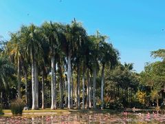 -中国科学院西双版纳热带植物园