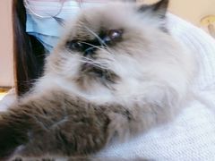 -喵园·猫主题咖啡厅·撸猫·猫咖(国贸店)