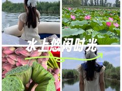 -白洋淀景区