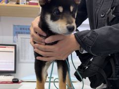 -天使宠物医院·犬猫分诊(彩虹店)