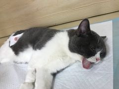 -乐派堂宠物医院·猫友好· 心脏科(东街店)