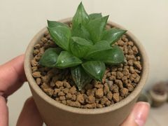 -龙大花卉苗木市场