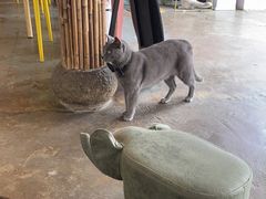 -喵屿·大理花园猫咖