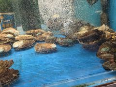 -潮庭·大连海鲜·炭火烧烤·扇贝王(大连店)
