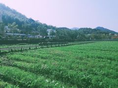 -红山村