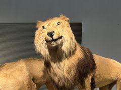 -上海自然博物馆