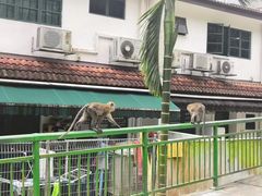 -武吉知马自然保护区