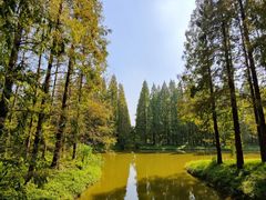 -黄海国家森林公园