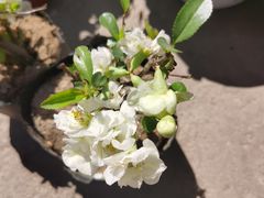 -中环花鸟鱼虫市场