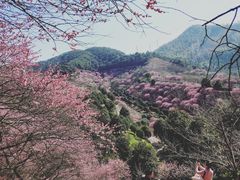 -新建村梅花