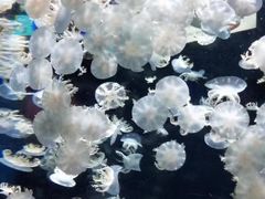 -太平洋海底世界