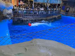 -海合安青岛极地海洋公园